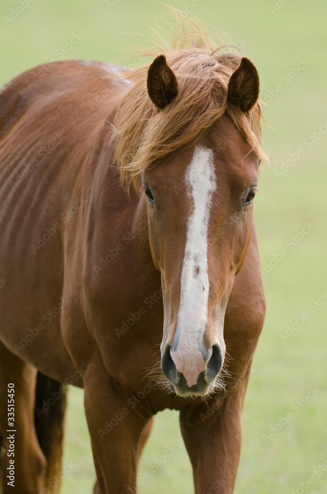 Obraz premium Pferd, Horse