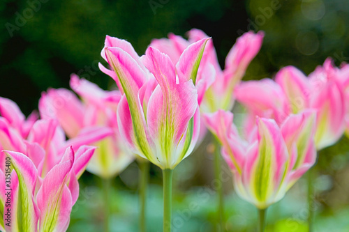 Tulips in Bloom