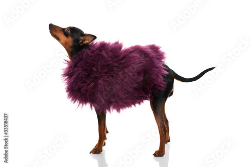 Fototapeta Naklejka Na Ścianę i Meble -  fashion dog