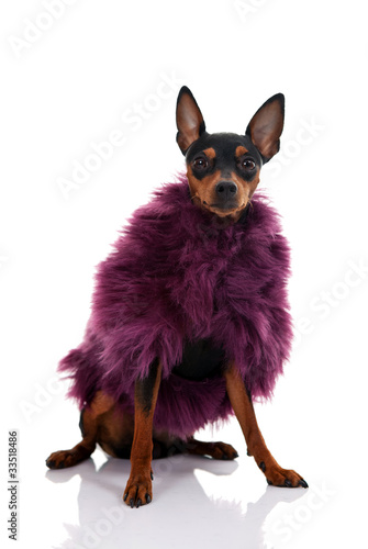 Fototapeta Naklejka Na Ścianę i Meble -  fashionable dog