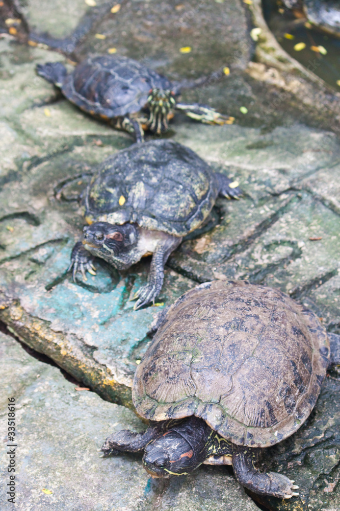 Obraz premium red ear turtle