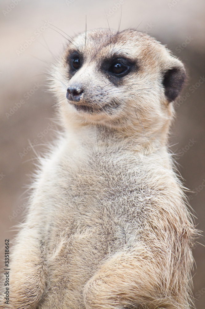 Fototapeta premium Meerkat