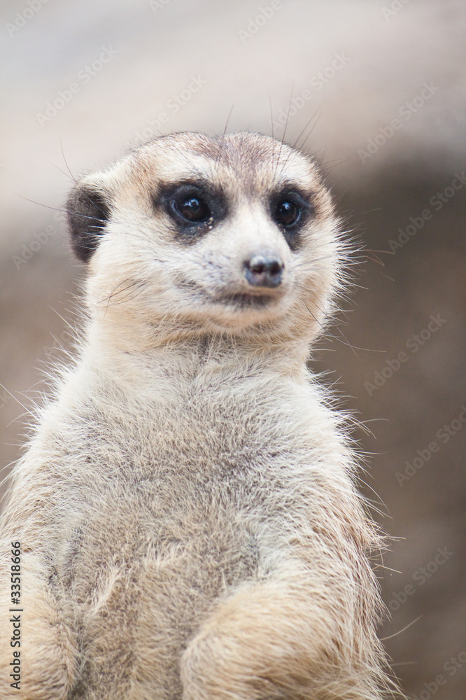 Meerkat Meerkat