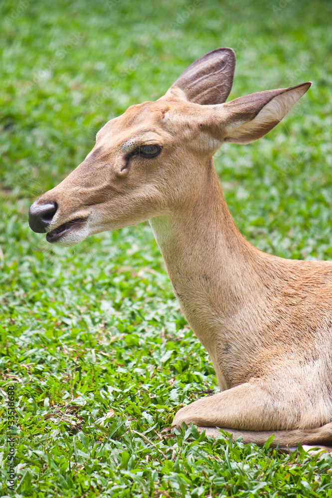 Beautiful deer closeup