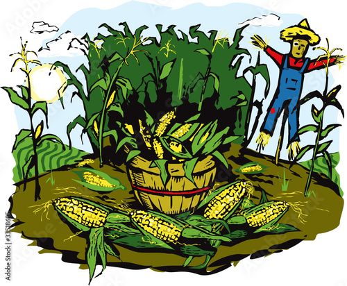 Corn Crop Harvest