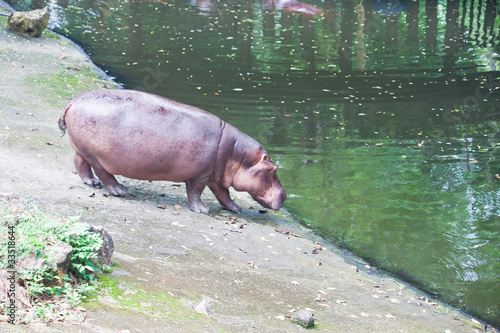 hippopotamuses