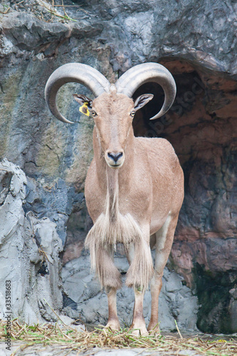 brown mountain goat