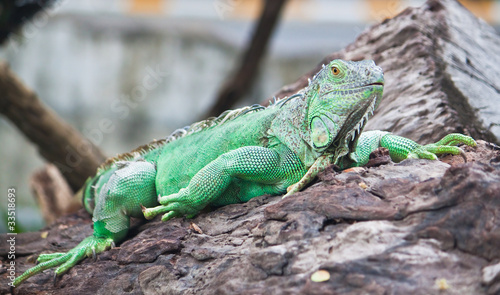green iguana on wood © Satit _Srihin