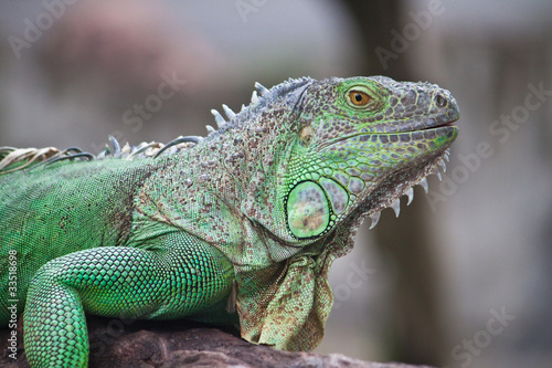 green iguana on wood © Satit _Srihin