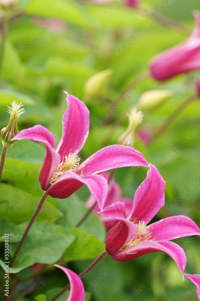 Fototapeta premium クレマチス