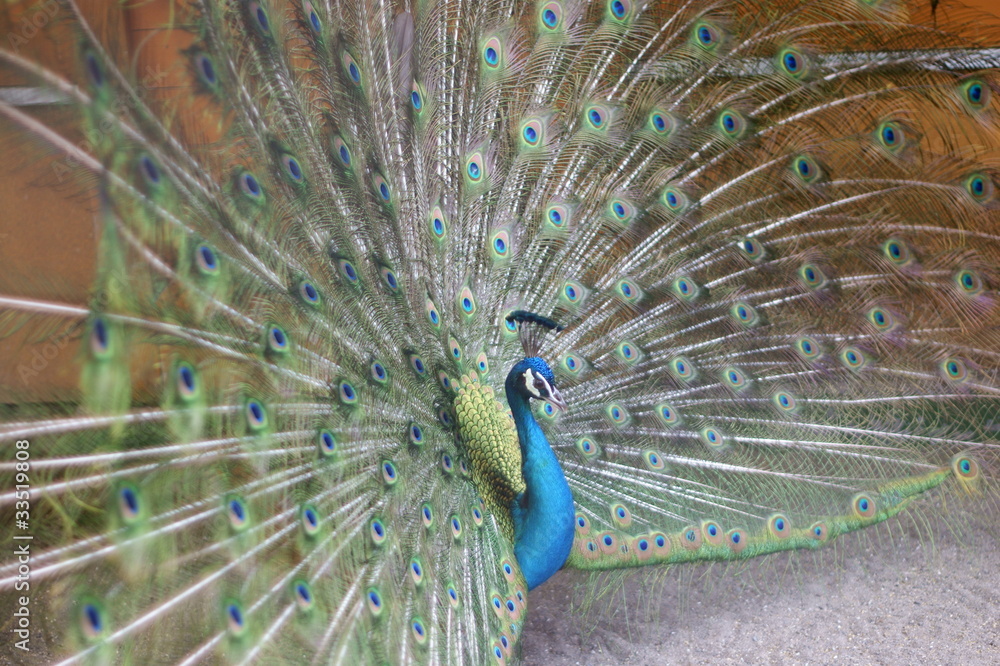 Obraz premium 孔雀