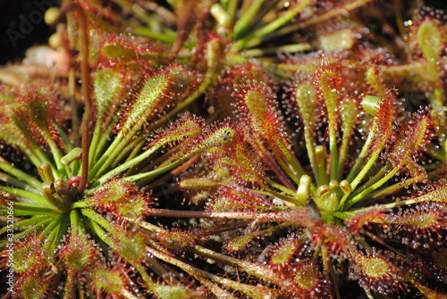 Fotografie plante carnivore