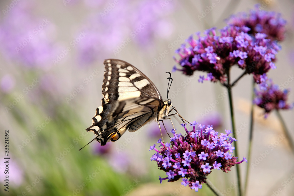 butterfly on a flower butterfly on a flower