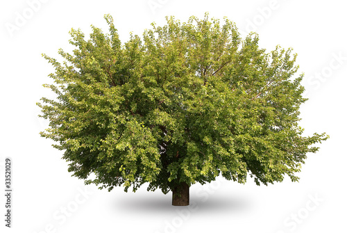 mulberry tree on a white background