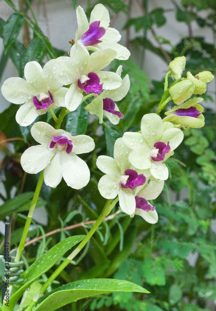 Fototapeta premium orchidées