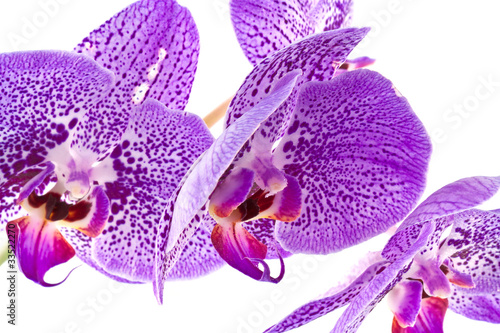 Fototapeta Naklejka Na Ścianę i Meble -  orchidée