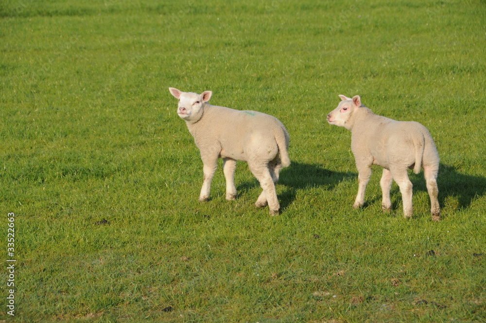 Obraz premium Schafe auf der Weide