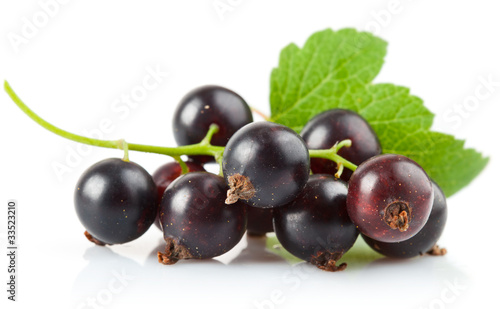 currant berries with leaf