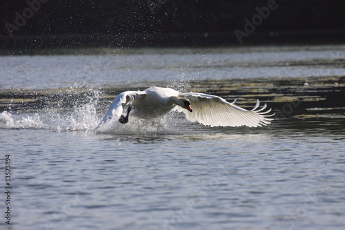 Landing of a swan mute in france