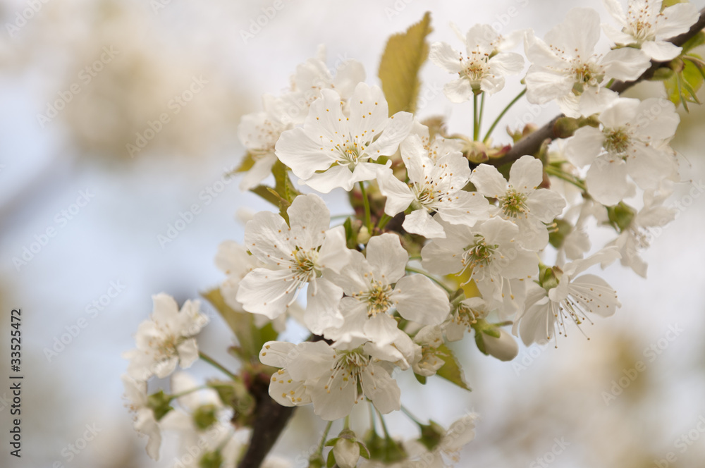 Obraz premium Blooming Cherry Tree