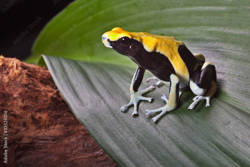 Obraz premium poison dart frog on leaf