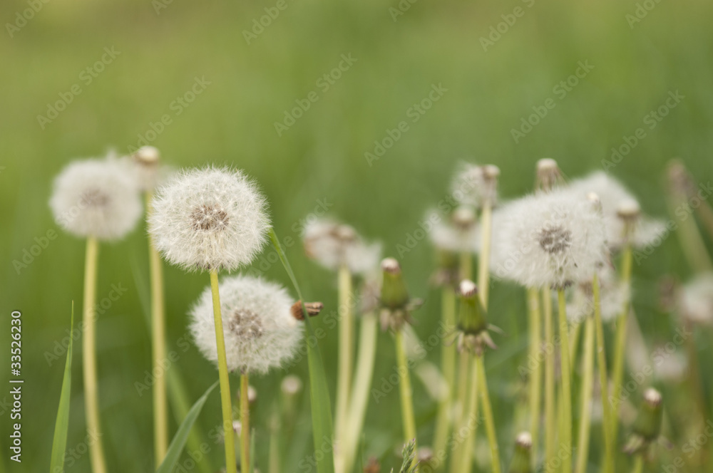 Obraz premium Dandelions