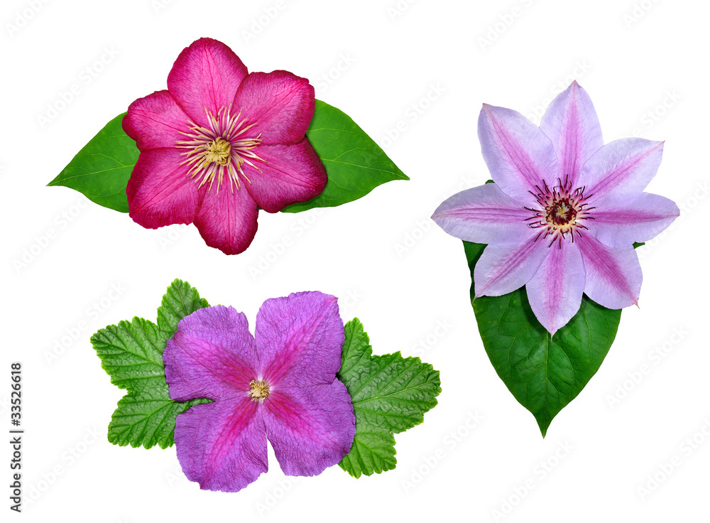 flowers of the genus Clematis