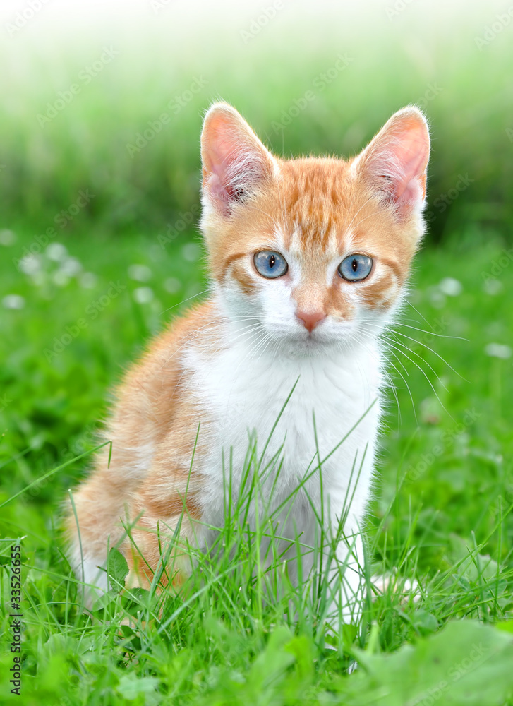 young cat in the grass