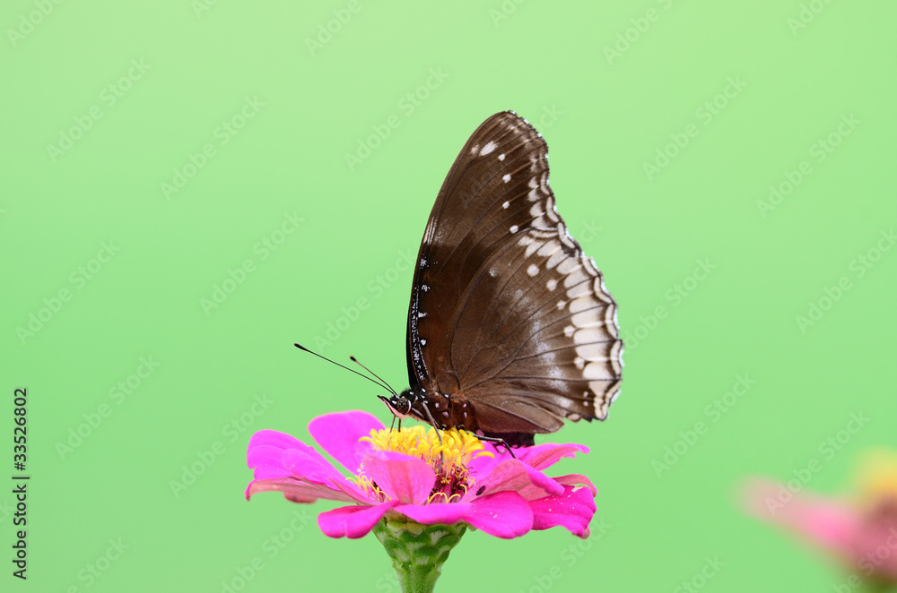 Fototapeta premium Great Egg Fly butterfly on zinnia flower