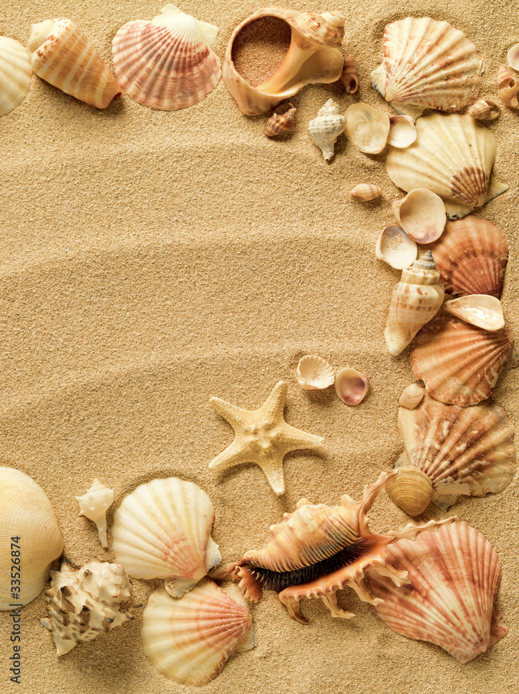 sea shells with sand as background sea shells with sand as background