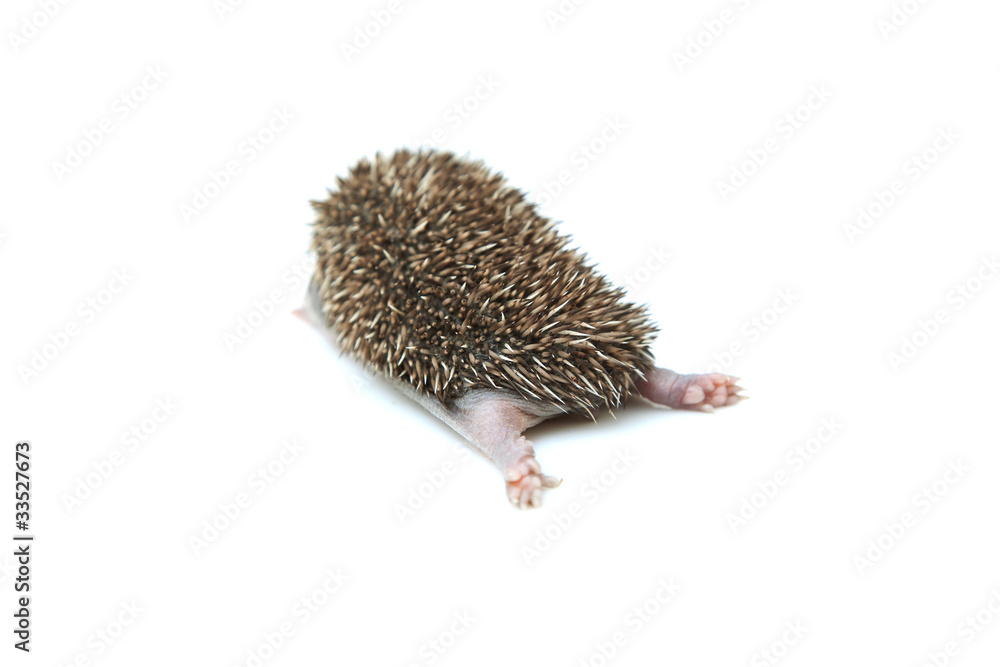 Obraz premium Small hedgehog