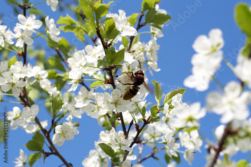 Оса опыляет цветы вишни на фоне голубого чистого неба © Konstantin Stepanov