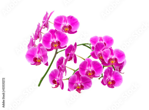 blooming orchid on white background