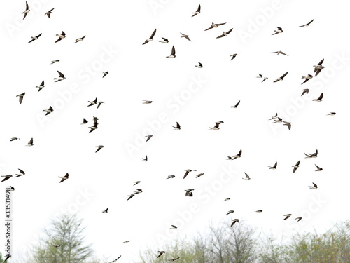 Murais de parede Swallows, flock of  birds isolated on white