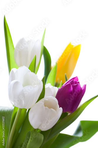 Fototapeta Naklejka Na Ścianę i Meble -  Tulpen