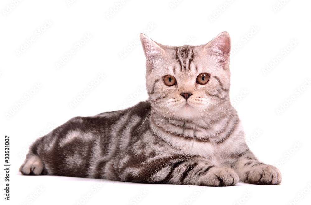 Fototapeta premium Scottish fold kitten lying isolated