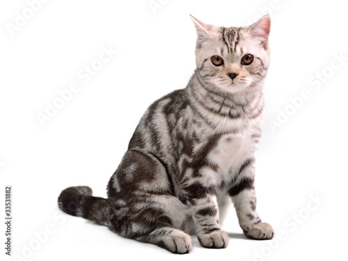 Scottish fold kitten sitting isolated