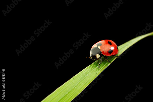 ladybug isolated on black © yellowj