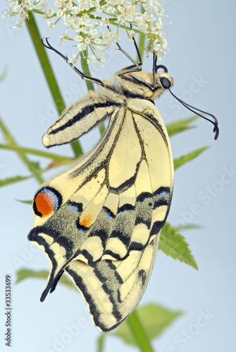 Swallowtail on umbellifera photo