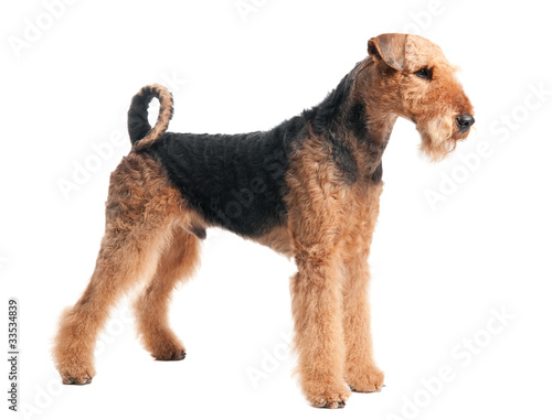 Airedale Terrier dog isolated