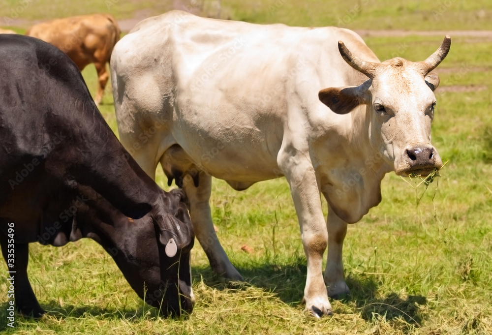 cow with horns Australian bred beef cattle black and white cow with horns Australian bred beef cattle black and white