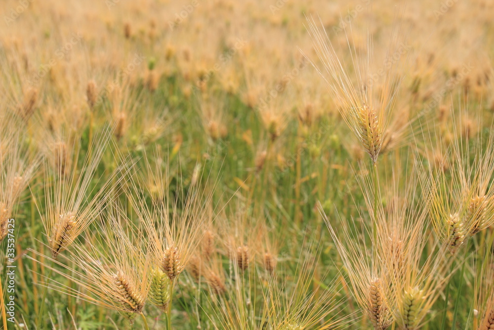 大麦 wheat 大麦 wheat