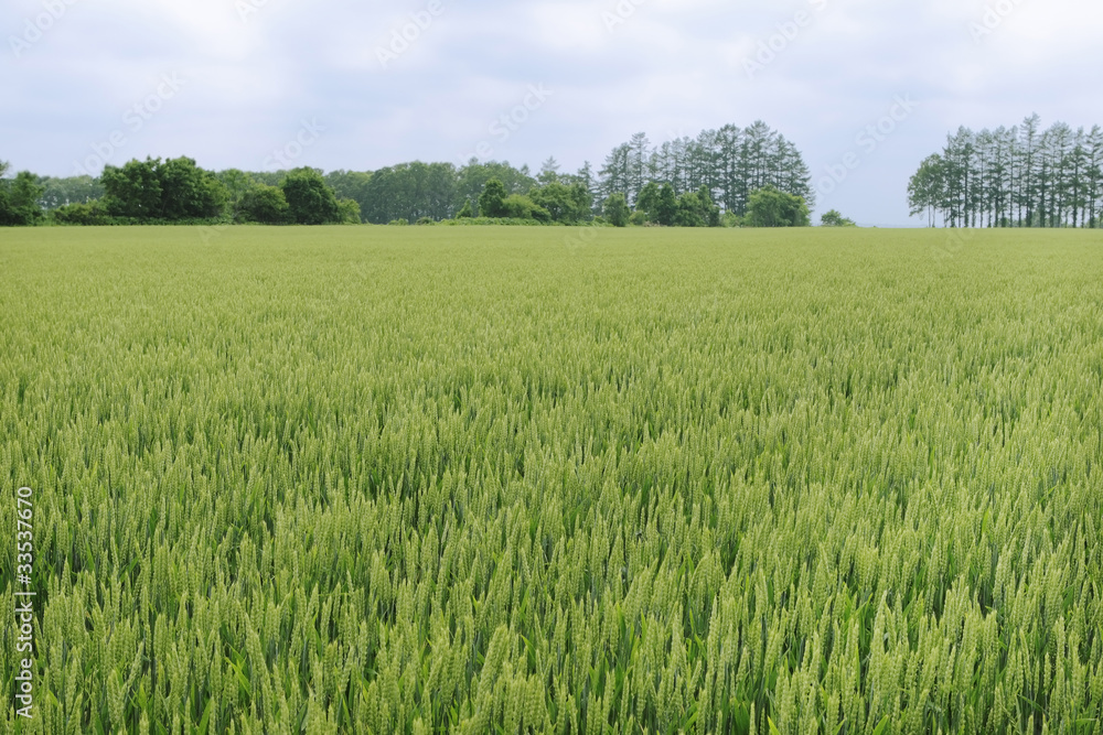 夏の小麦畑