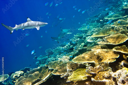 Sharks over a coral reef at ocean