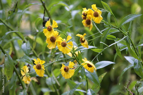 Gelbe Sommerblumen im Garten © Photography