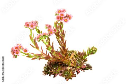 Dach- Hauswurz,sempervivum tectorum,