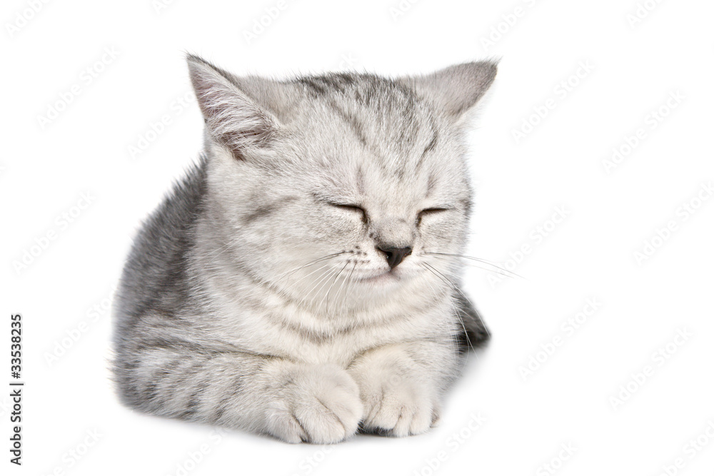 Obraz premium British kitten