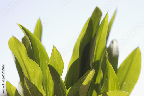 calla