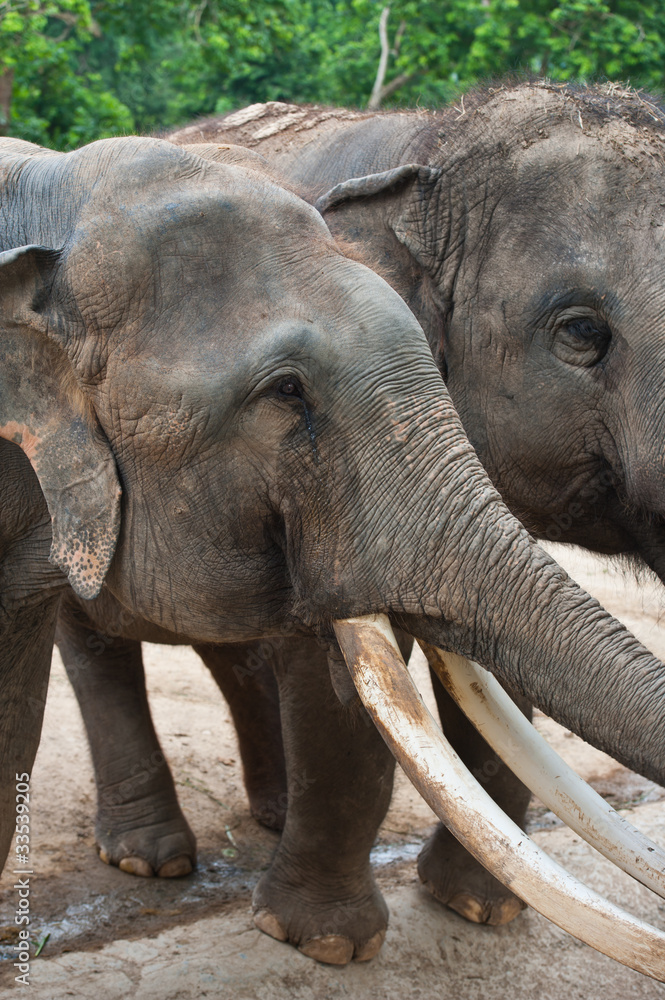 Fototapeta premium Thai Elephants