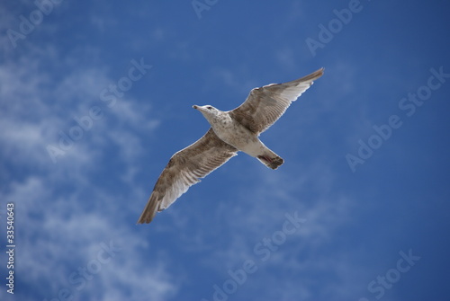 Möwe im Flug - blauer Himmel mit leichter Bewölkung im Hintergrund